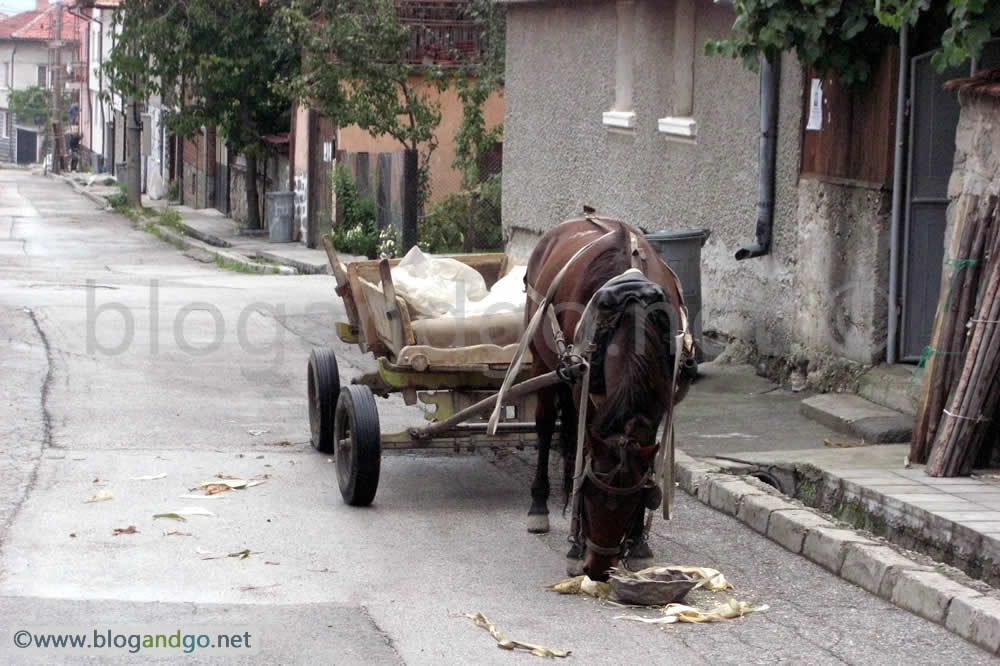 Bansko - Horse feeding in the street